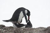Mating penguins.