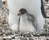 Penguin chick in the nest.
