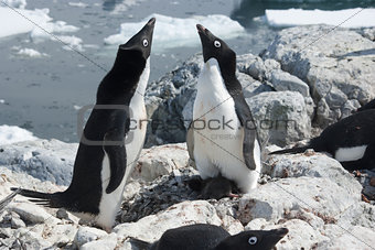 Two Adelie penguin near the nest.