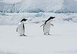Two Adelie penguins on an ice floe.