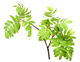Branch of rowan wgreen leaf