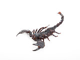 black scorpion on white background 