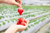 hand holding strawberry  with farm background