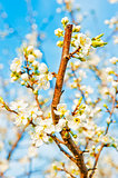 Apple blossom close-up. Shallow depth of field.
