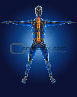 3D medical man with skeleton 