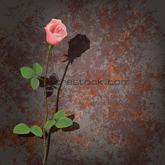 abstract background with rose