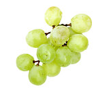 Small branch of fresh green grape