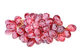 Branch of fresh purple grape