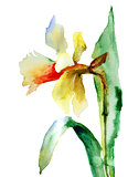 Watercolor illustration of Narcissus flower