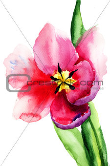 Beautiful Tulip flower