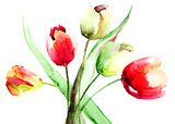 Spring Tulips flowers