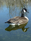 Canada Goose Swimming on a Lake
