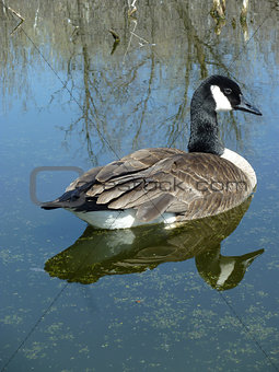 Canada Goose Swimming on a Lake