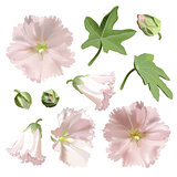 Set of Pink mallow flowers on white background.