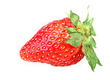 One red berry of fresh strawberry