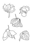 cyclamens pen drawing collection