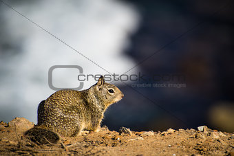 Brown Ground Squirrel at the Coast