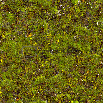 Moss Seamless Texture.
