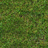 Green Grass. Seamless Texture.