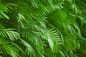 Palm foliage background 