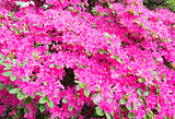 Blossoming Rhododendron bush with pink flowers 