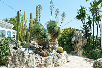 Garden cacti and succulents in Monaco