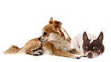 small chihuahuas isolated