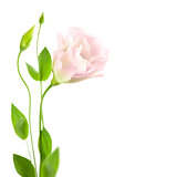 Beautiful  Flower with Buds isolated on white /  Eustoma ( Lisia