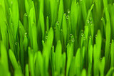 Fresh Spring Green grass with Drops