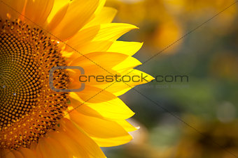 Macro SunFlower Background with real beautiful bokeh 