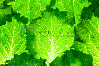 Fresh Lettuce /  green leaves background / makro