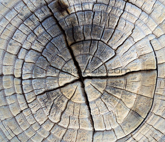 Closeup of Old Pine Saw Cut.