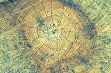 Closeup of Old Pine Saw Cut.