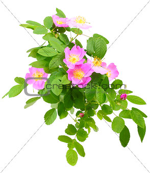 Branch of dog rose with flowers