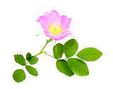 Branch of dog rose with leaf and flower