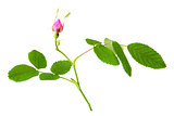 Dog rose with leaf and bud