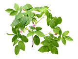 Dog rose with leafs and buds
