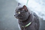 russian blue cat outdoors in harness