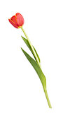 beautiful single tulip