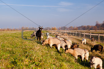 herd of goats outdoors