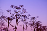 dry hogweed flowers at sunset