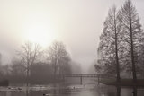 trees and bridge in fog