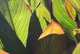 Green leaves - as the background and texture