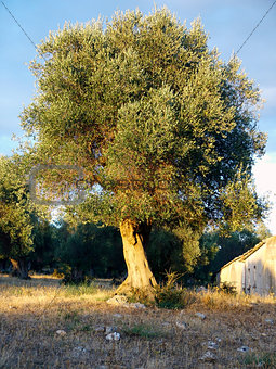 olive tree in a hill of Apulia