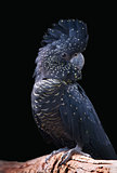 black cockatoo portrait