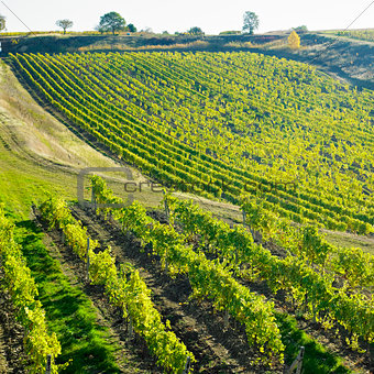 vineyard Ulehle, Livi Dubnany, Czech Republic