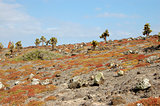 Rocky terrain in the Galapagos Islands