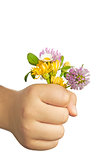 Child Hand Holding Flowers - with clipping path