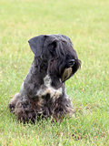 The portrait of Czech Terrier