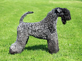 The Kerry Blue Terrier 